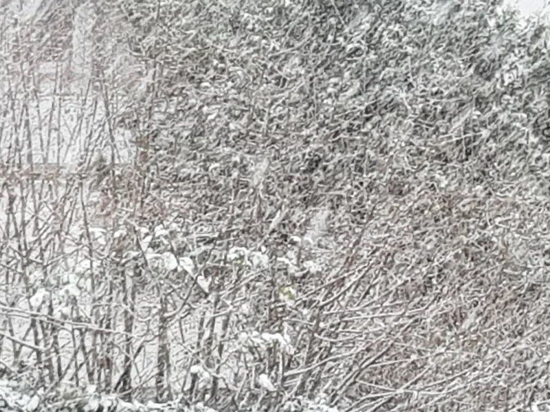 Foto aus Bad Nauheim